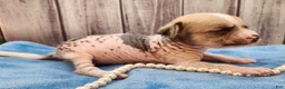 Mixed Breed dogs for sale: Beethoven - Ad 7