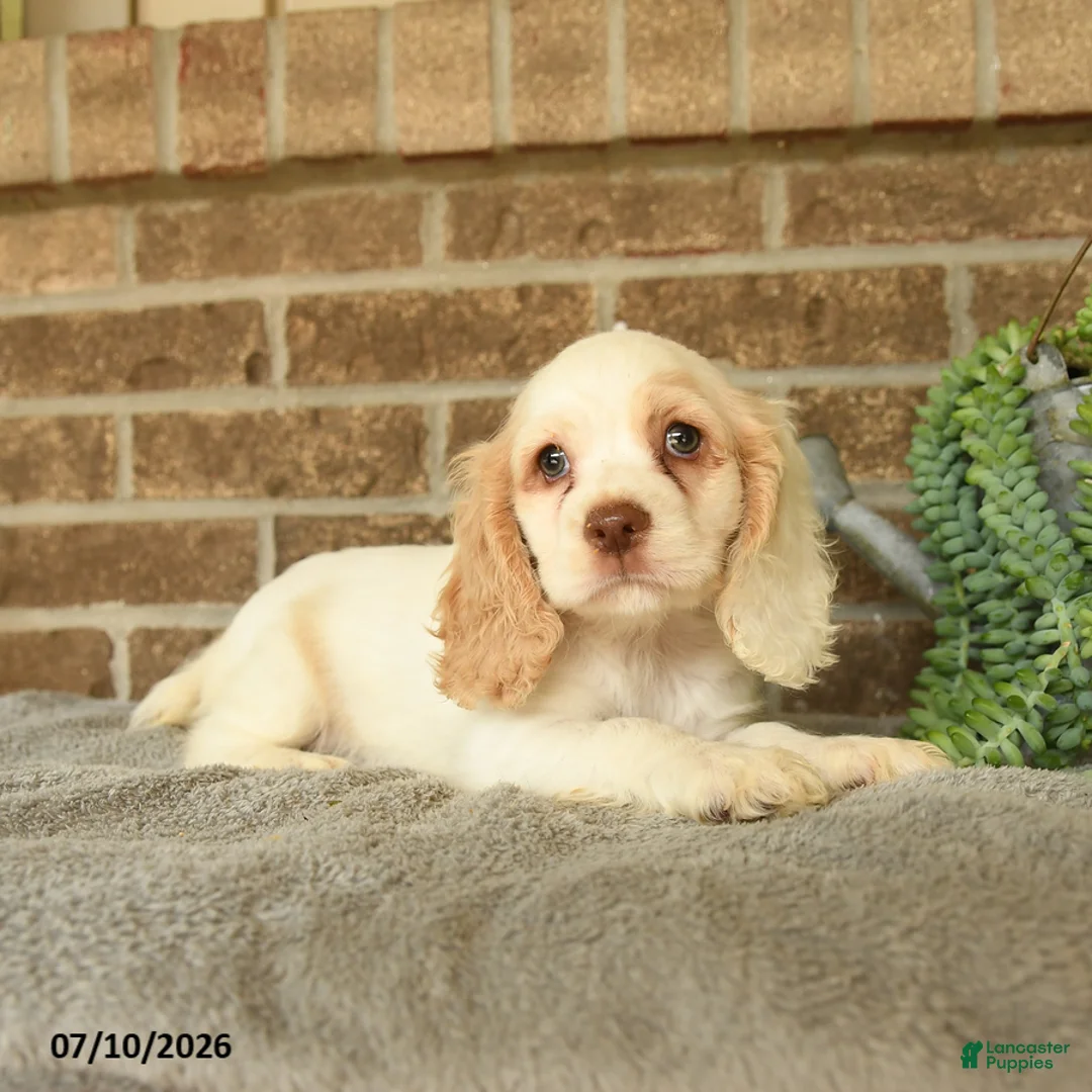 English Cocker Spaniel dogs for sale: Jojo - Ad 2