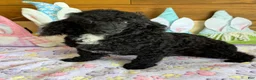 Toy Poodle dogs for sale: Prince - Ad 5