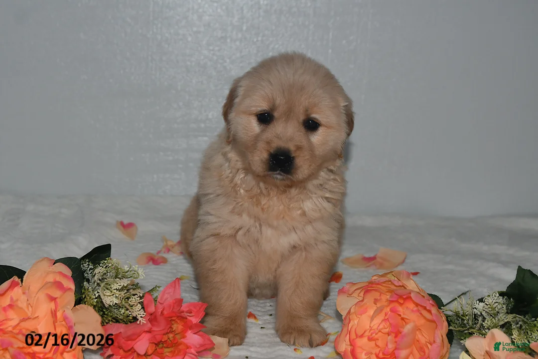 Golden Retriever dogs for sale: Lily - Ad 1