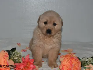 Golden Retriever dogs for sale: Lily - Ad 4