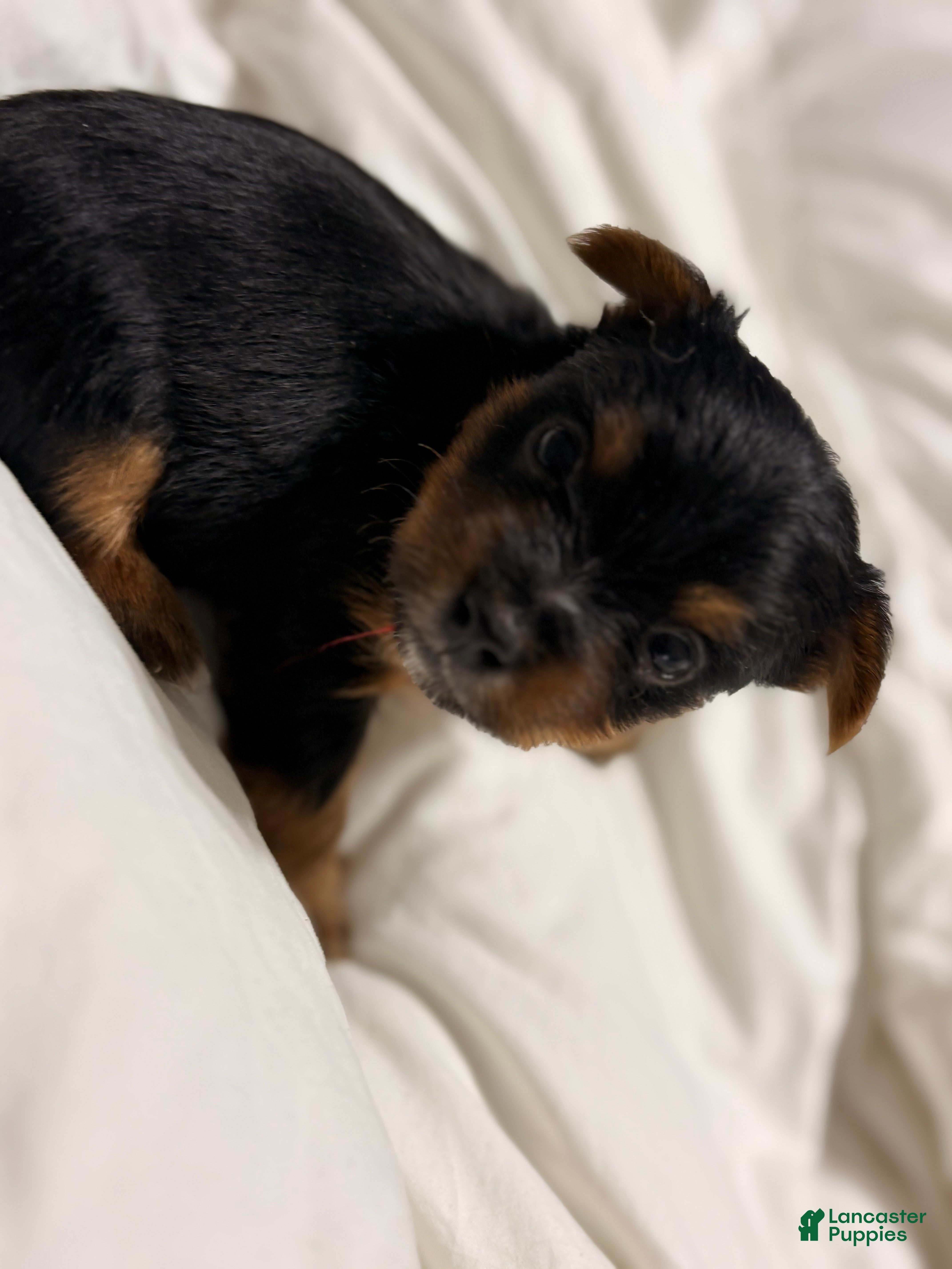 Yorkshire Terrier dogs Peewee - Ad 35