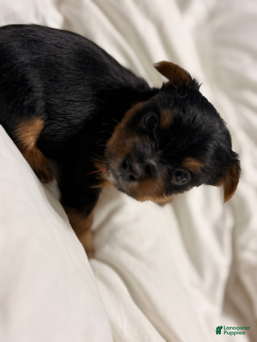 Yorkshire Terrier dogs for sale: Peewee - Ad 1