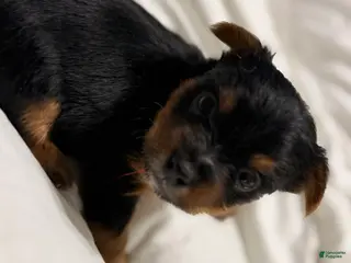 Yorkshire Terrier dogs Peewee - Ad 13