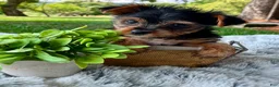 Yorkshire Terrier dogs for sale: Lexie - Ad 3
