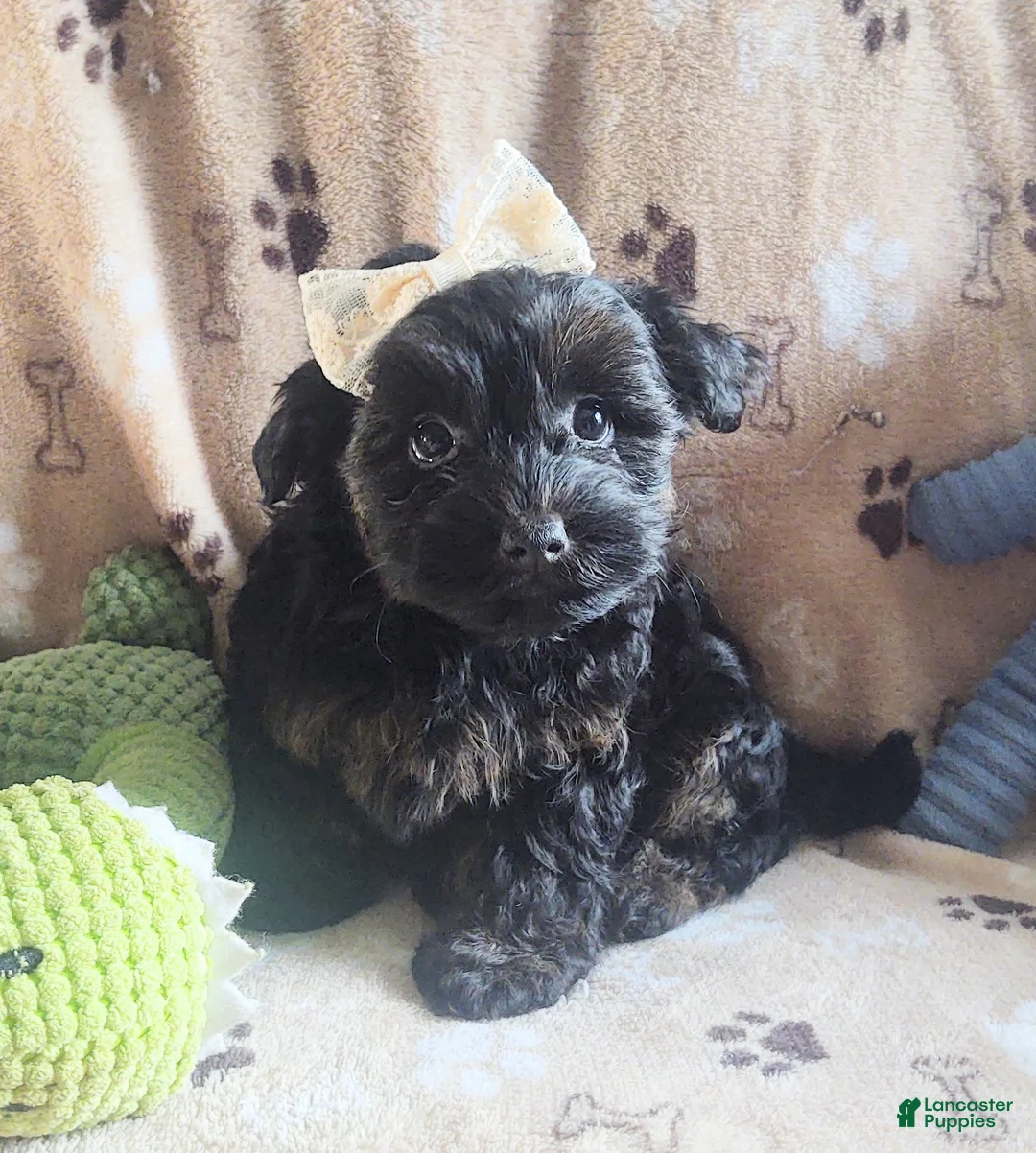 Yorkiepoo dogs for sale: Starr Bright - Ad 1