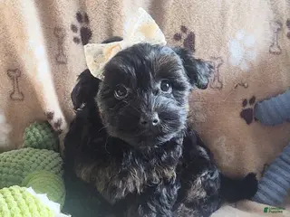 Yorkiepoo dogs Starr Bright - Ad 1