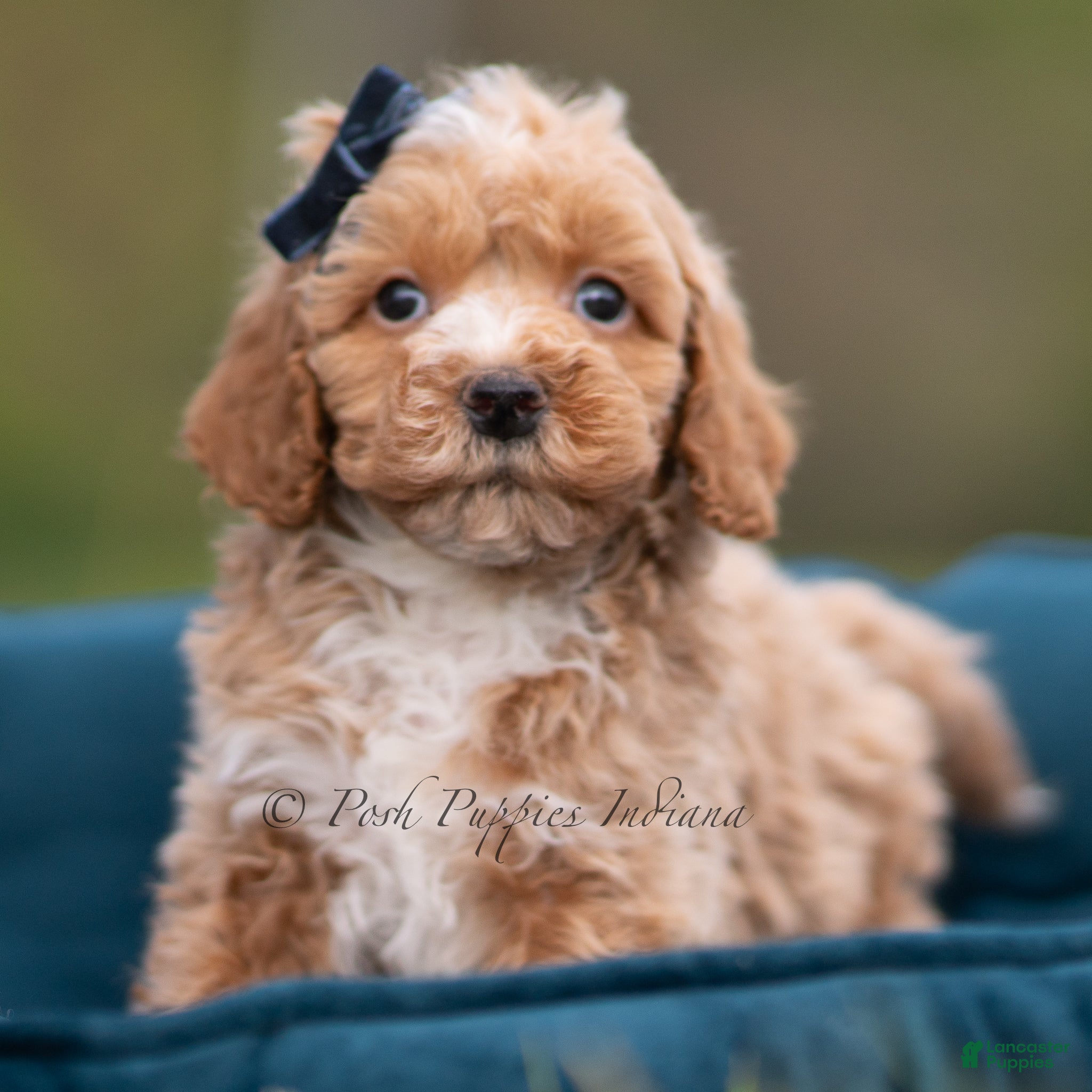 Maltipoo dogs Pimpie - Ad 10
