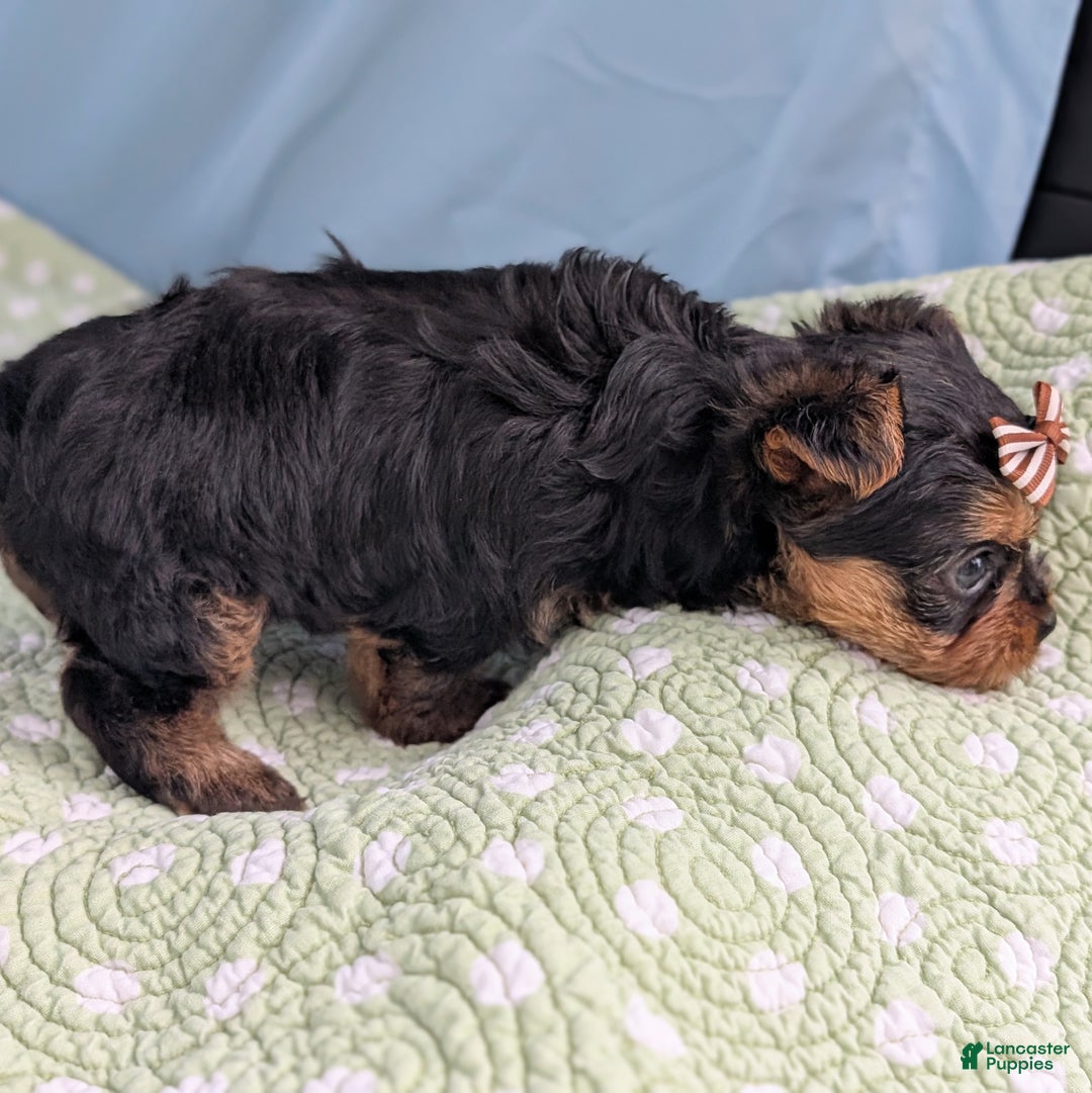 Yorkshire Terrier dogs for sale: Gingersnap - Ad 2