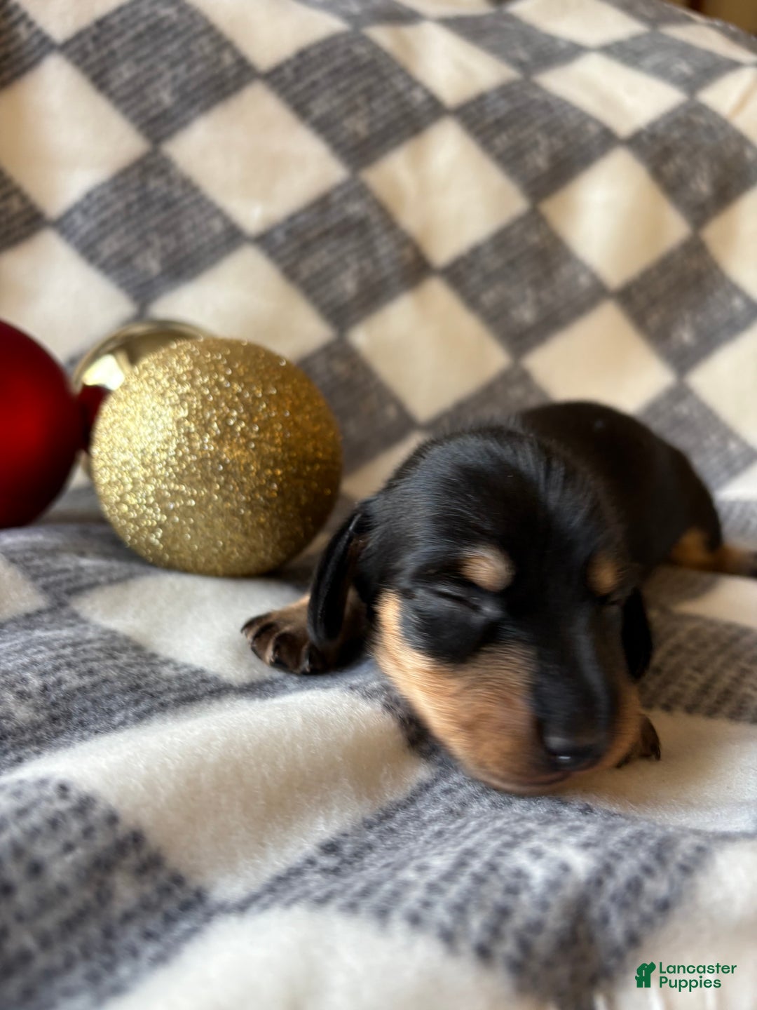 Dachshund dogs for sale: Chevy - Ad 1