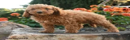 Mini Goldendoodle dogs for sale: Lilly - Ad 4