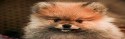 Pomeranian dogs for sale: Ben - Ad 4