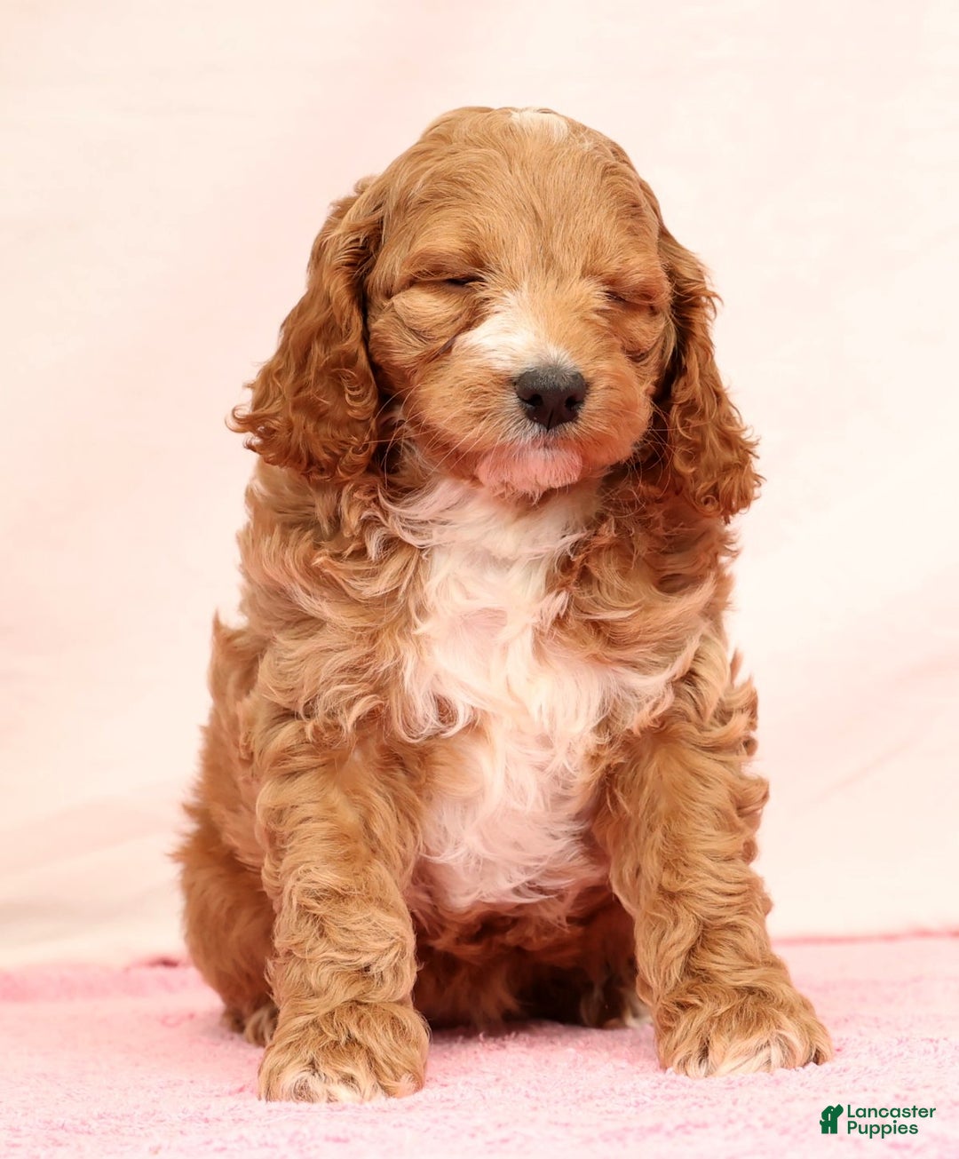 Cockapoo dogs for sale: Pearl - Ad 6