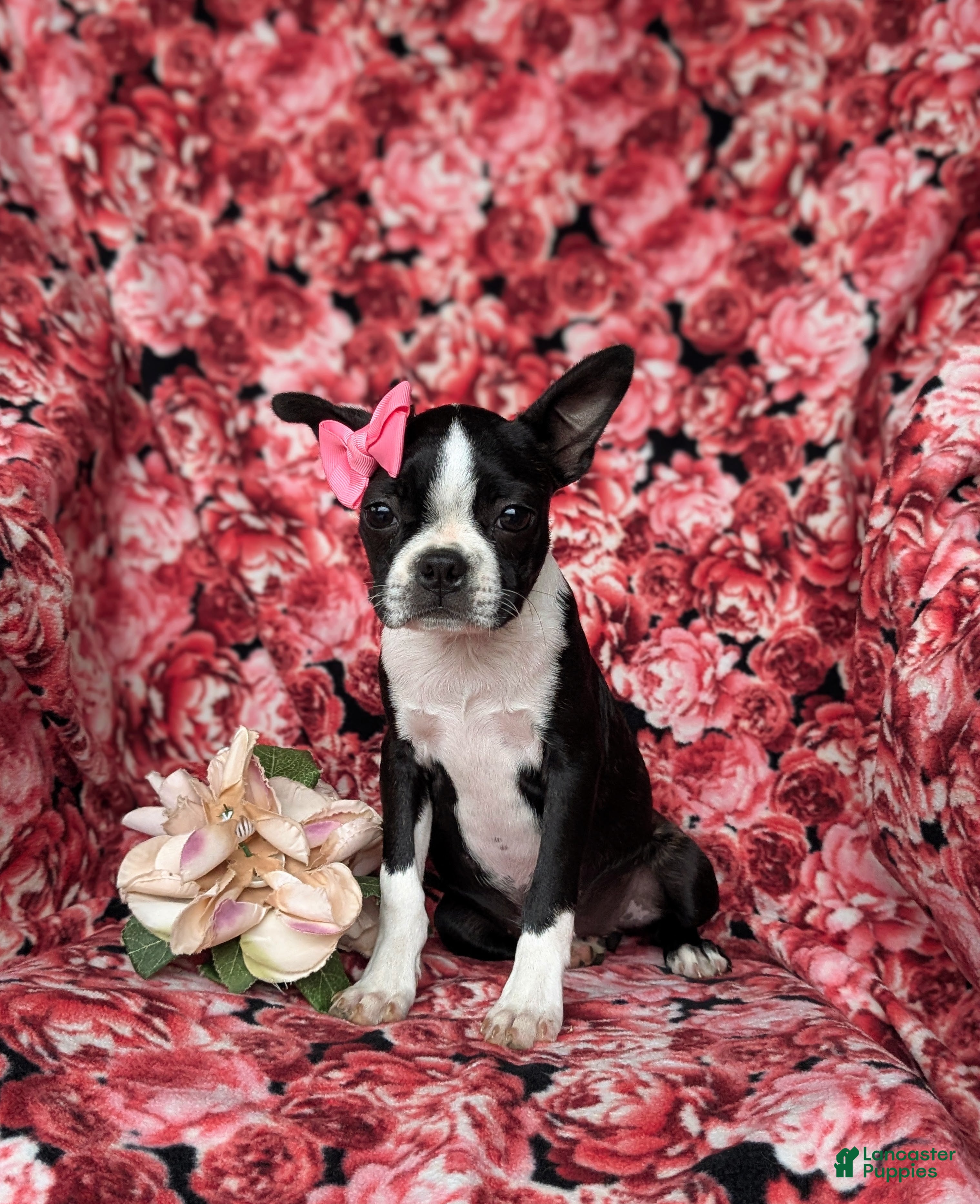 Boston Terrier dogs for sale: Eliza - Ad 2