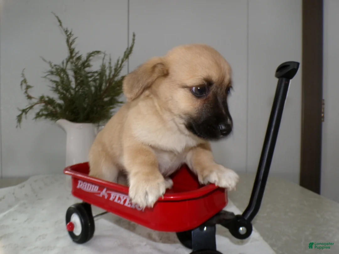 Mixed Breed dogs for sale: Mixed Breed Puppy 2 Oliver - Ad 2