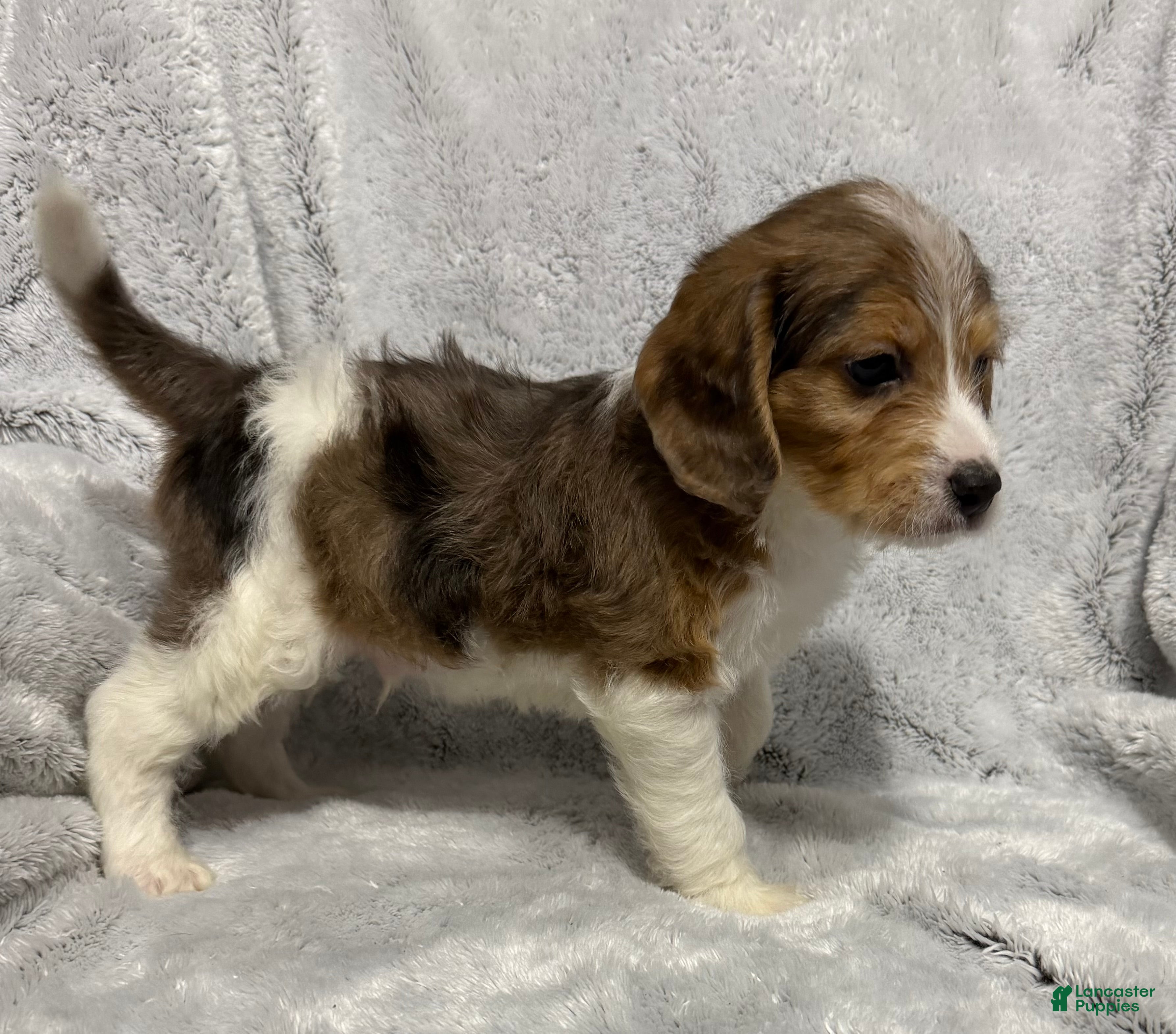 Mixed Breed dogs Cash - Ad 2