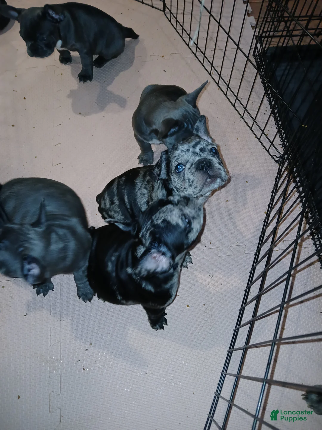 French Bulldog dogs for sale: Luke - Ad 3