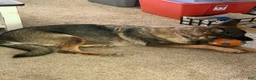 German Shepherd dogs for sale: German Shepherd 2 - Ad 4