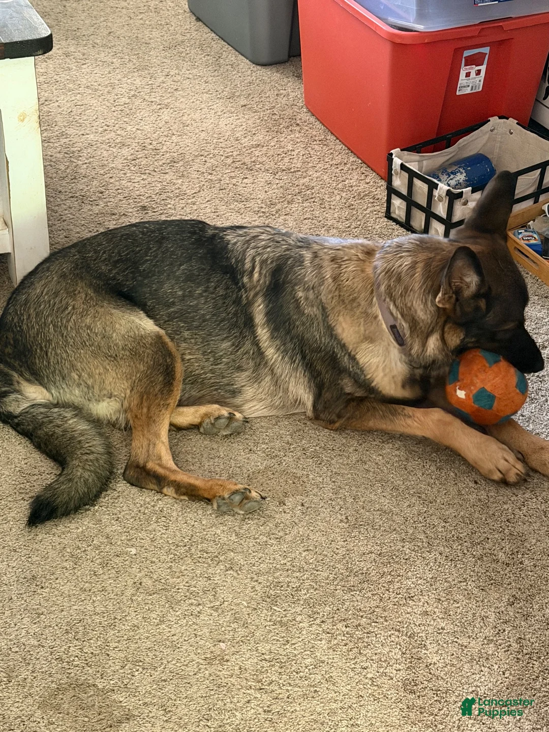German Shepherd dogs for sale: German Shepherd 2 - Ad 4