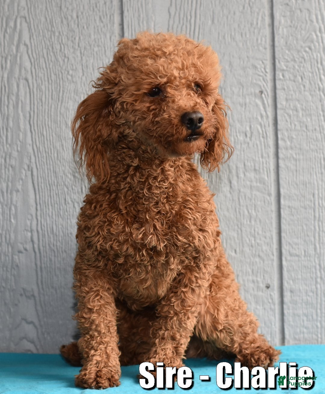 Miniature Poodle dogs for sale: Gracie - Ad 8