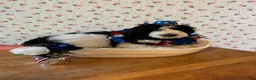 Bernedoodle dogs for sale: Oreo - Ad 3