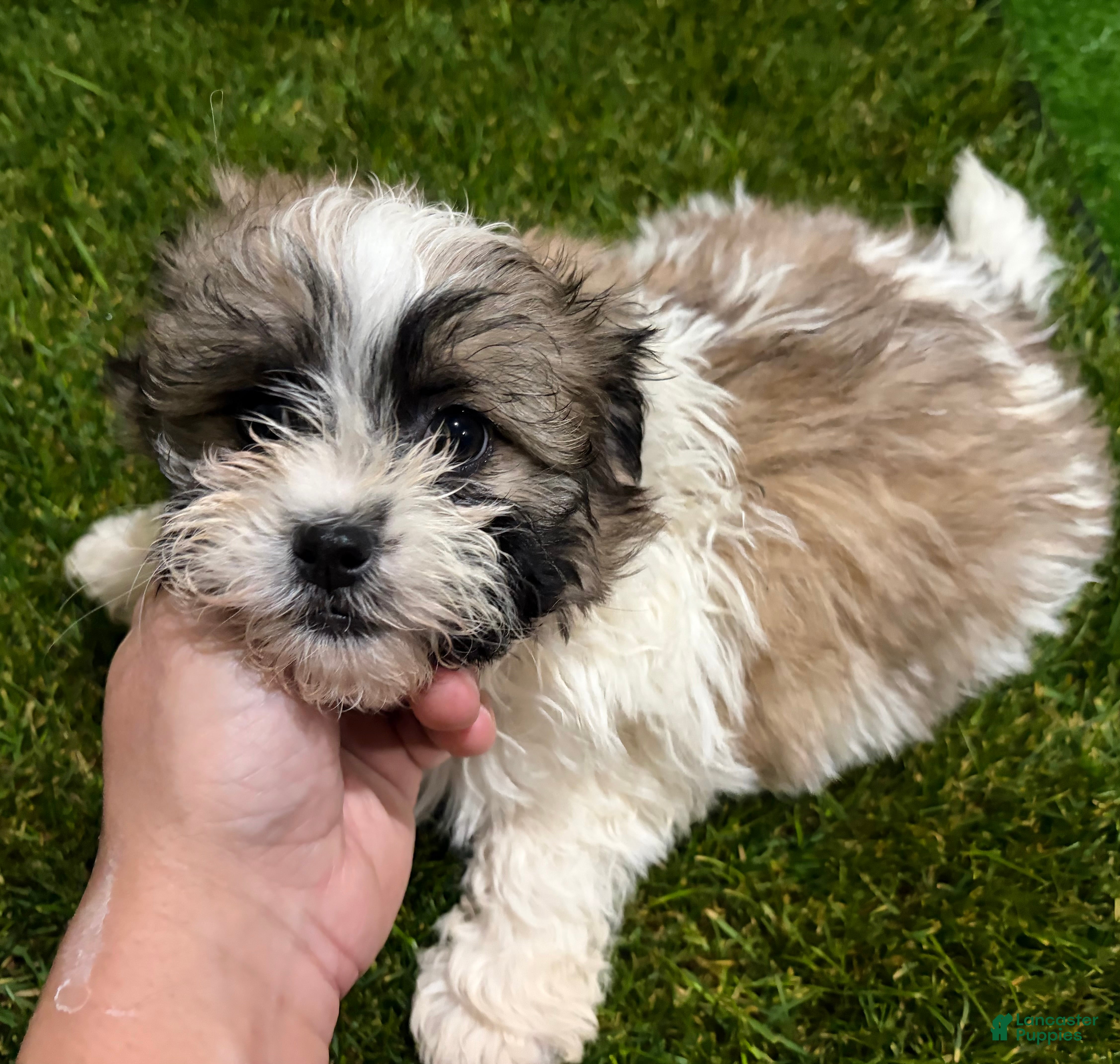 Mixed Breed dogs Girl 2 - Ad 2