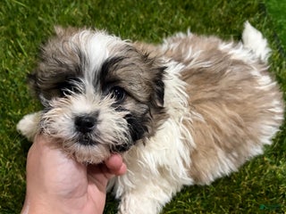 Mixed Breed dogs Girl 2 - Ad 29