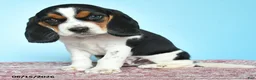 Beagle dogs for sale: Wesley - Ad 3