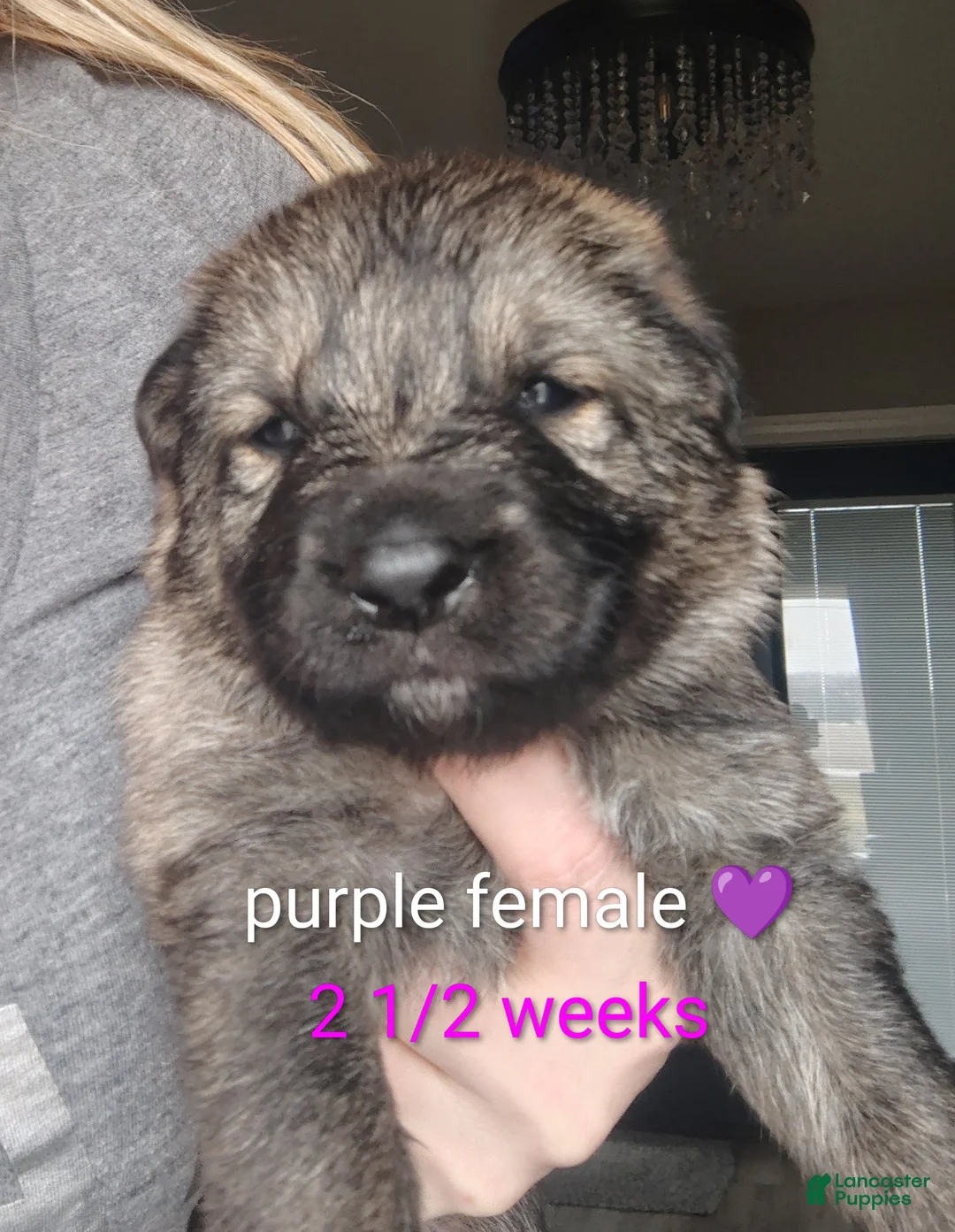 German Shepherd dogs for sale: Fern - Ad 2