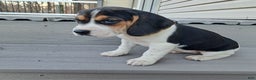 Beagle dogs for sale: GRACIE - Ad 4