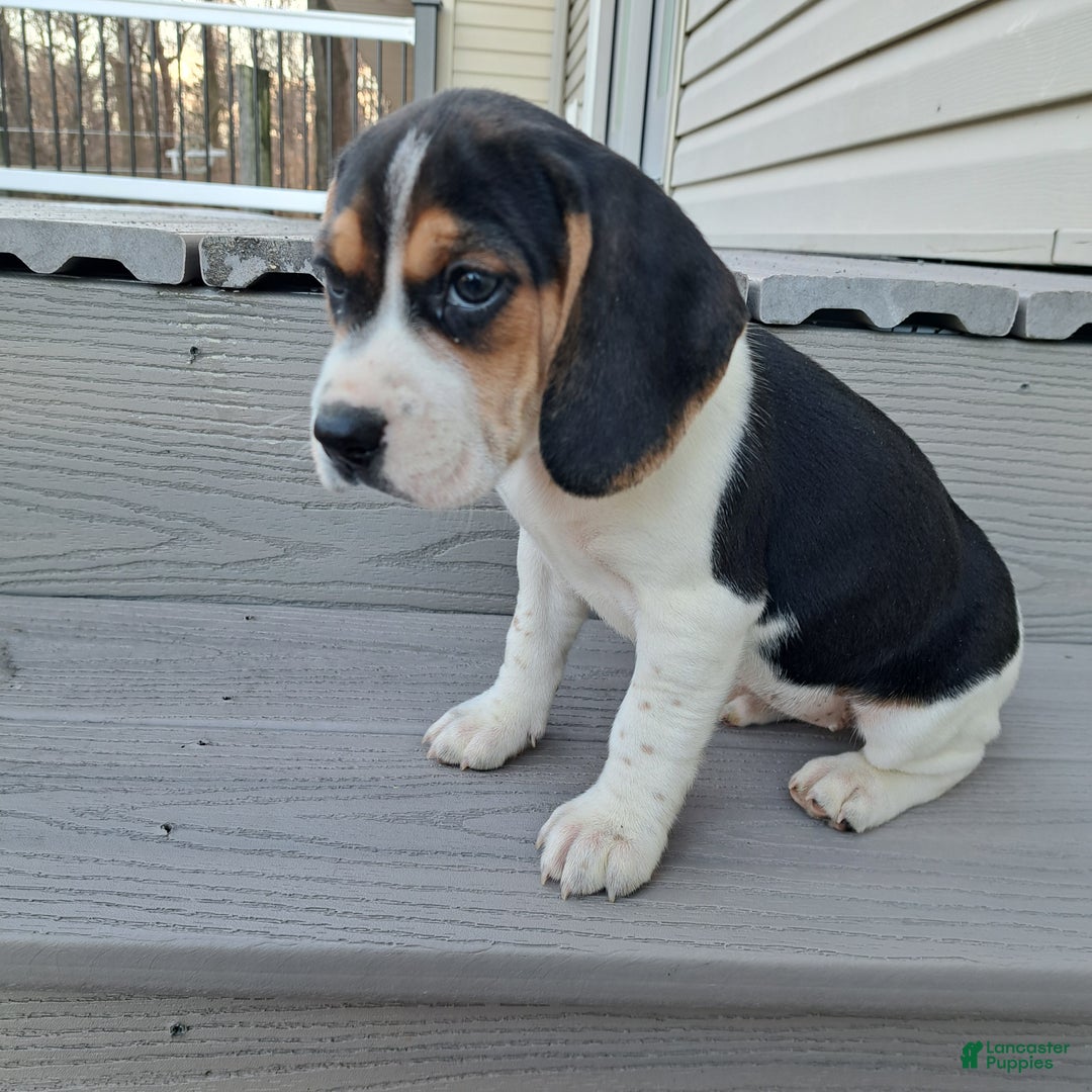 Beagle dogs for sale: GRACIE - Ad 4