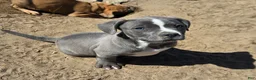 American Bully dogs for sale: Blue Male Puppy #1 - Ad 1