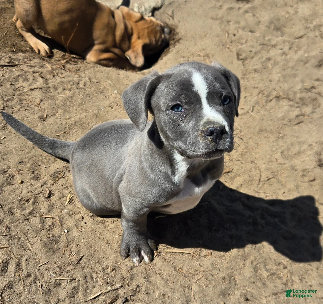 American Bully dogs for sale: Blue Male Puppy #1 - Ad 1
