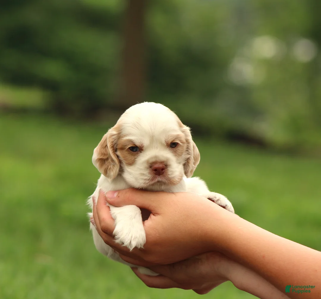 Cocker Spaniel dogs for sale: Sequoia - Ad 1