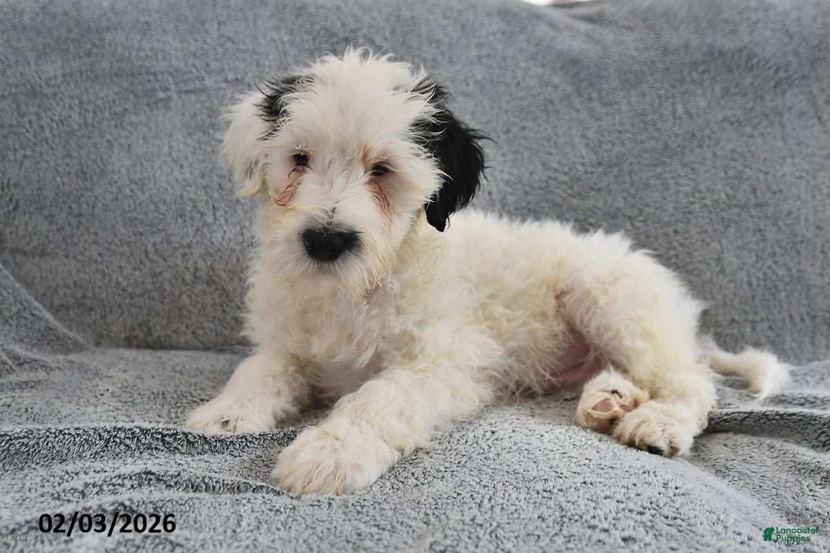 Portuguese Water Dog dogs Dream  - Ad 10