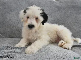 Portuguese Water Dog dogs Dream - Ad 10