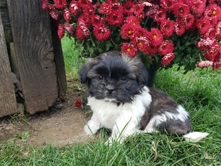 Mixed Breed dogs Penny - Ad 11