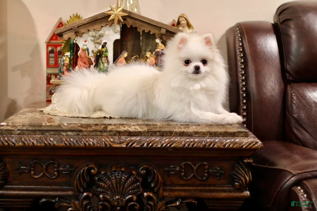 Pomeranian dogs for sale: Pomeranian Puppy 1 - Ad 3