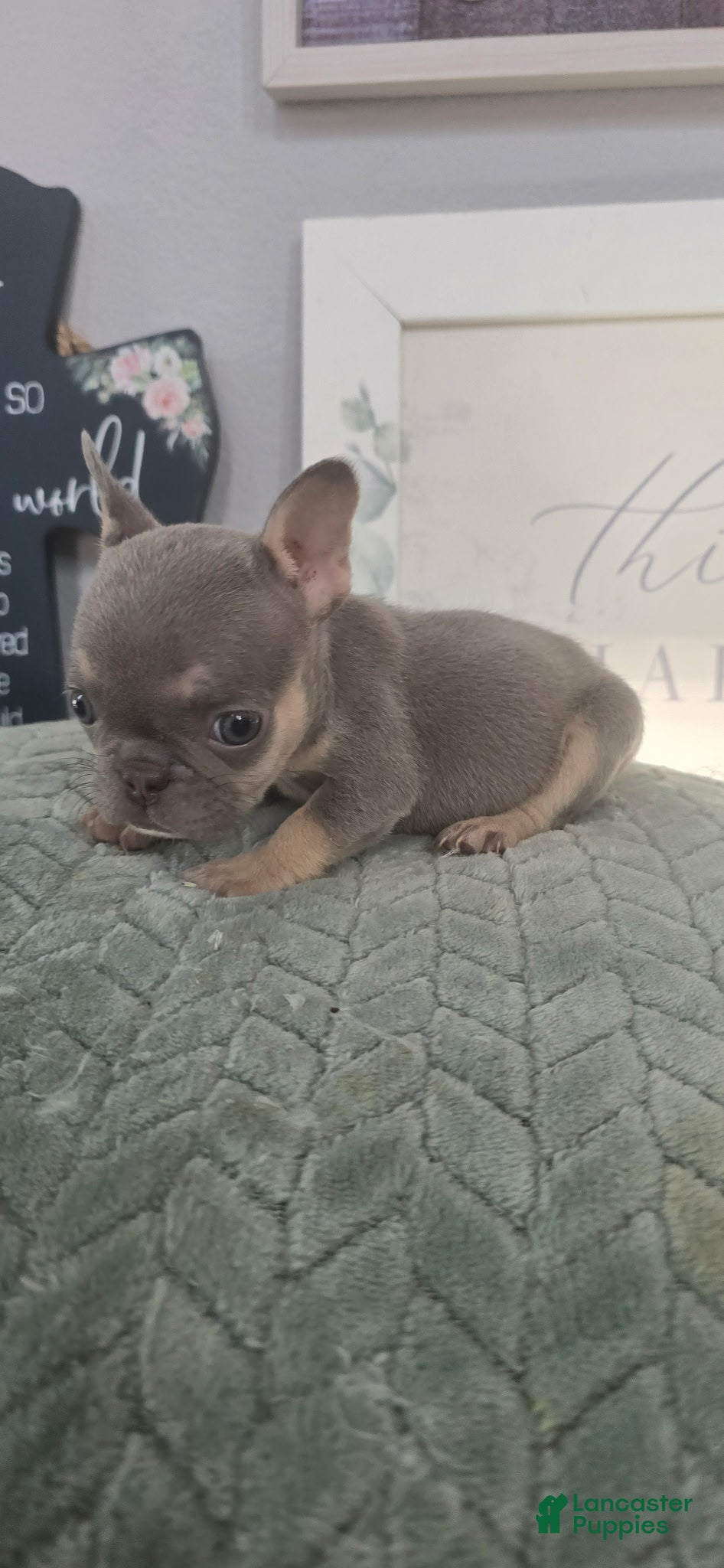 French Bulldog dogs French Bulldog 1 - Ad 2