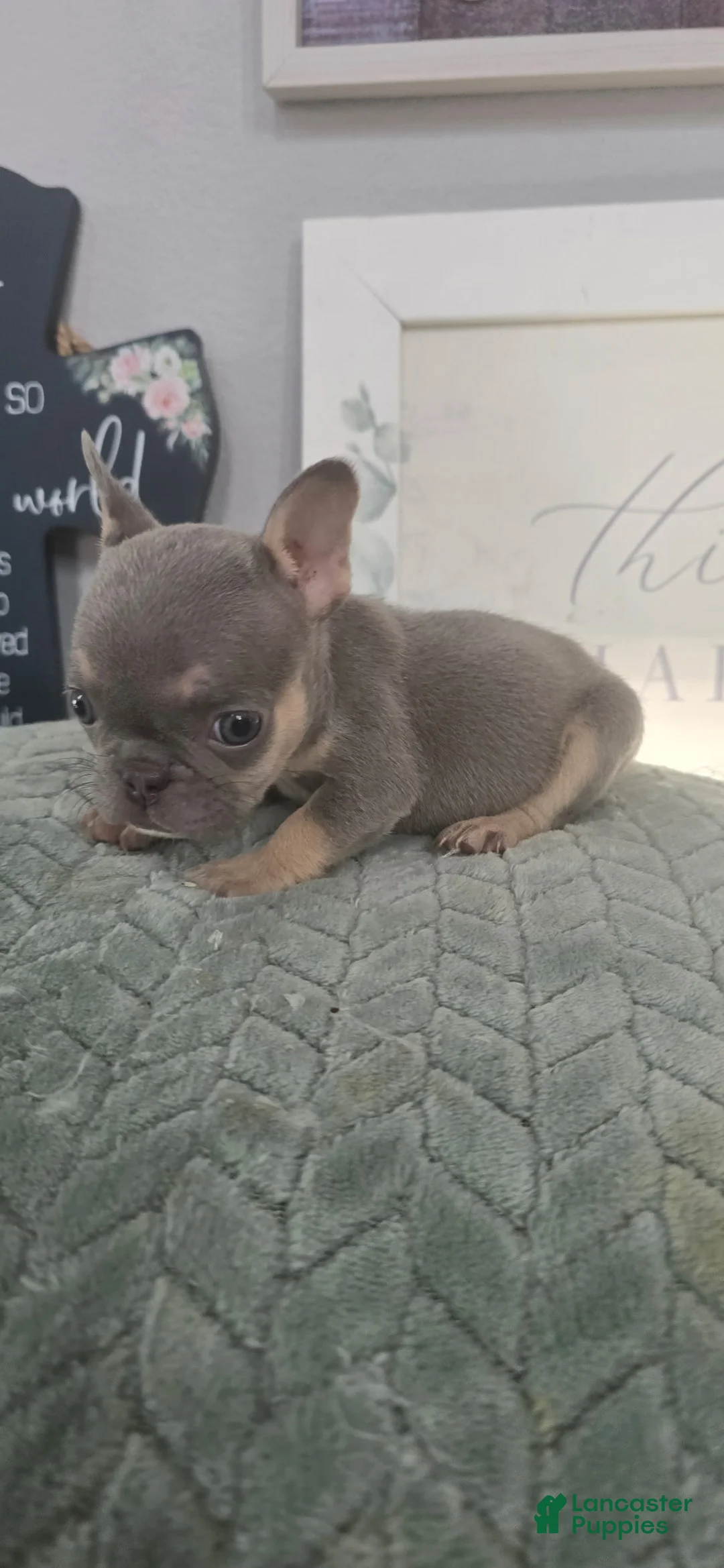 French Bulldog dogs for sale: French Bulldog 1 - Ad 2