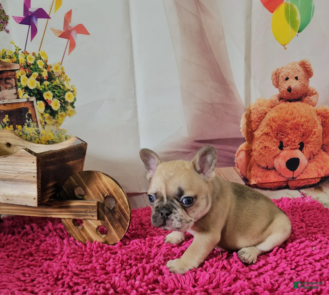 French Bulldog dogs for sale: French Bulldog Puppy 2 - Ad 1