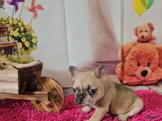 French Bulldog dogs French Bulldog Puppy 2 - Ad 25