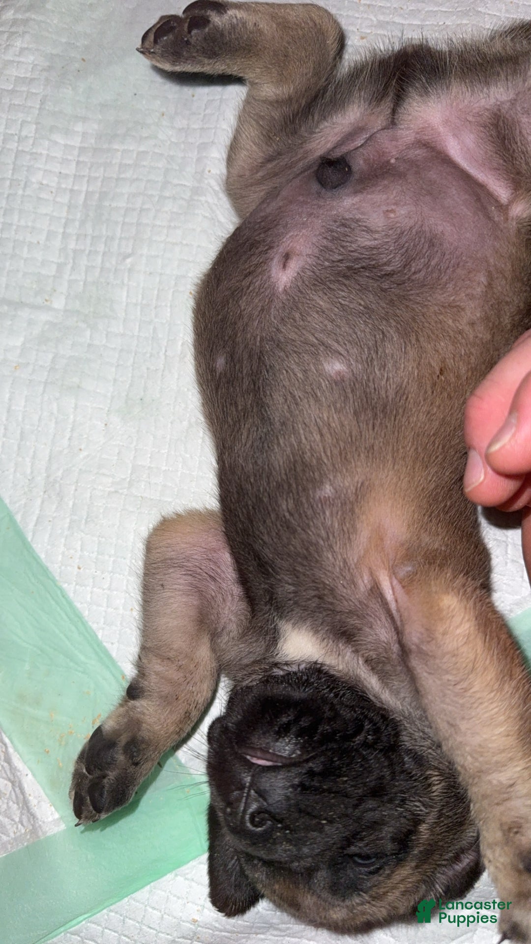 English Mastiff dogs for sale: English Mastiff Puppy 3 - Ad 6