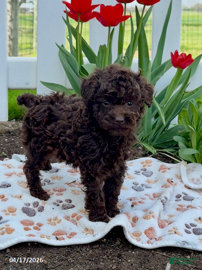 Miniature Poodle dogs Bruno - Ad 2