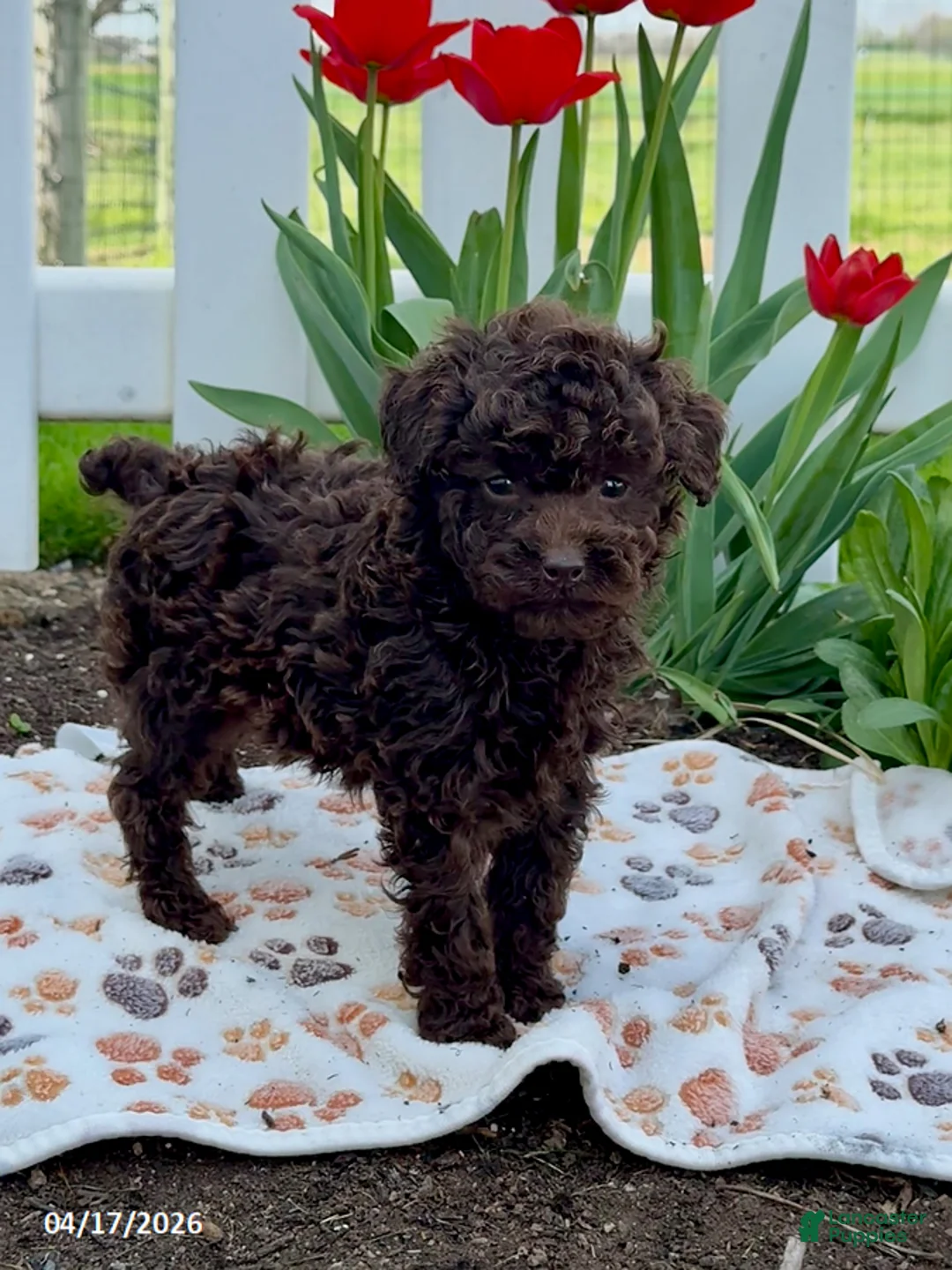 Miniature Poodle dogs for sale: Bruno - Ad 2
