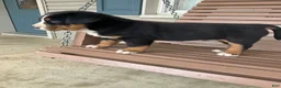 Greater Swiss Mountain Dog dogs for sale: Ben - Ad 17