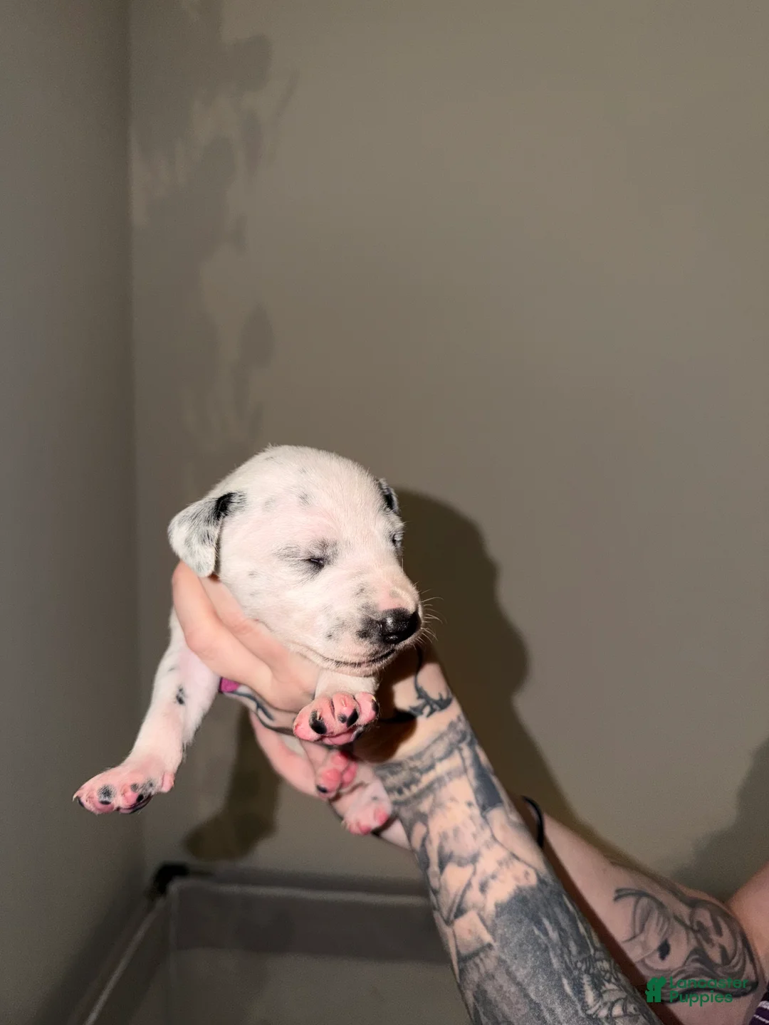 Dalmatian dogs for sale: Dalmatian Puppy 4 - Ad 1