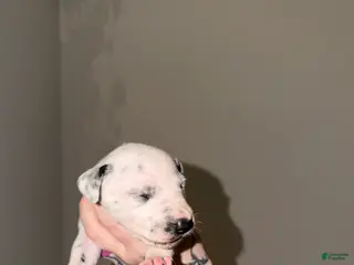 Dalmatian dogs Dalmatian Puppy 4 - Ad 7