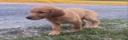 Mixed Breed dogs for sale: Sasha - Ad 4