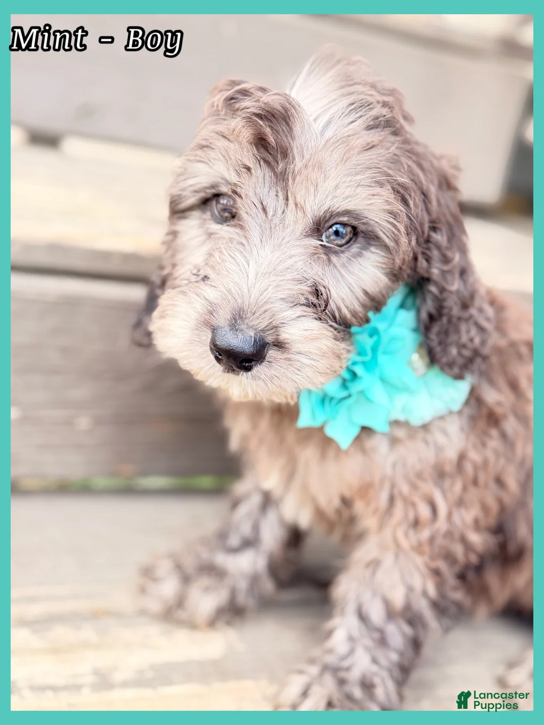 Mini Sheepadoodle dogs for sale: Mint  - Ad 1